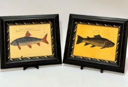 A pair of framed prints of fish including an Orfus Germanorum, ebonised frame, and a Salmo, (19cm