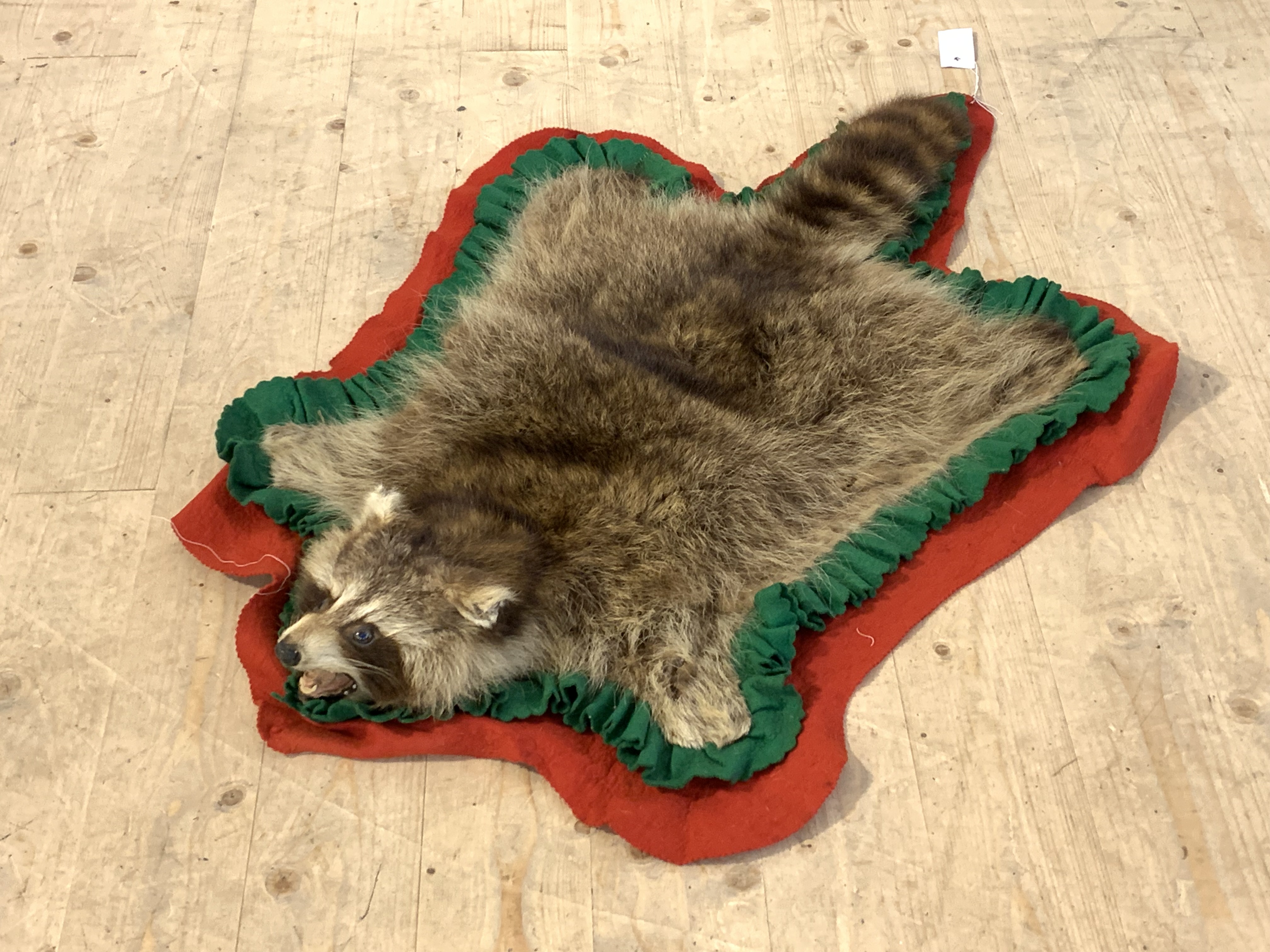 Taxidermy, A raccoon rug on green and red felt L100cm