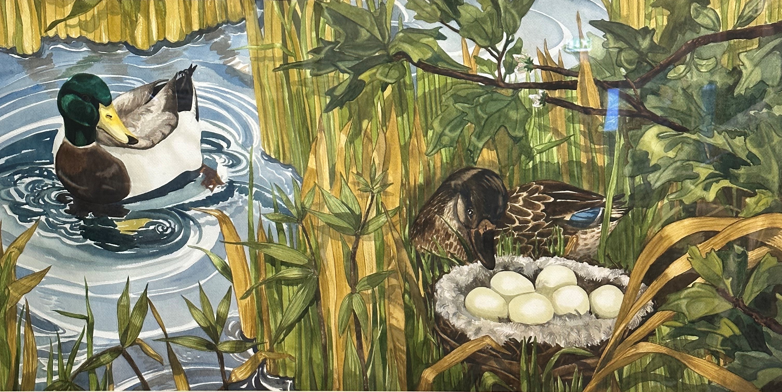 Carroll Sawyer, Mallard, Drake and Duck with Nest of Eggs, watercolour, signed bottom right and