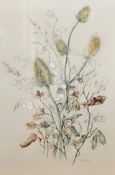 Mary McIntyre, Autumn Study with Honesty, Rose Hips and Beech, pencil sketch highlighted with