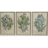 A set of three Scottish thistles book plates in mounted glazed gilt frame, (22cm x 13.5cm each)