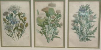 A set of three Scottish thistles book plates in mounted glazed gilt frame, (22cm x 13.5cm each)