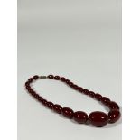 A single graduated strand of "cherry" amber beads on a gilt-metal clasp. Largest bead c. 27mm by