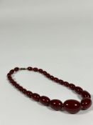 A single graduated strand of "cherry" amber beads on a gilt-metal clasp. Largest bead c. 27mm by