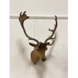 Taxidermy, a neck mounted study of deer head, early 20th century, W62cm