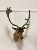 Taxidermy, a neck mounted study of deer head, early 20th century, W62cm