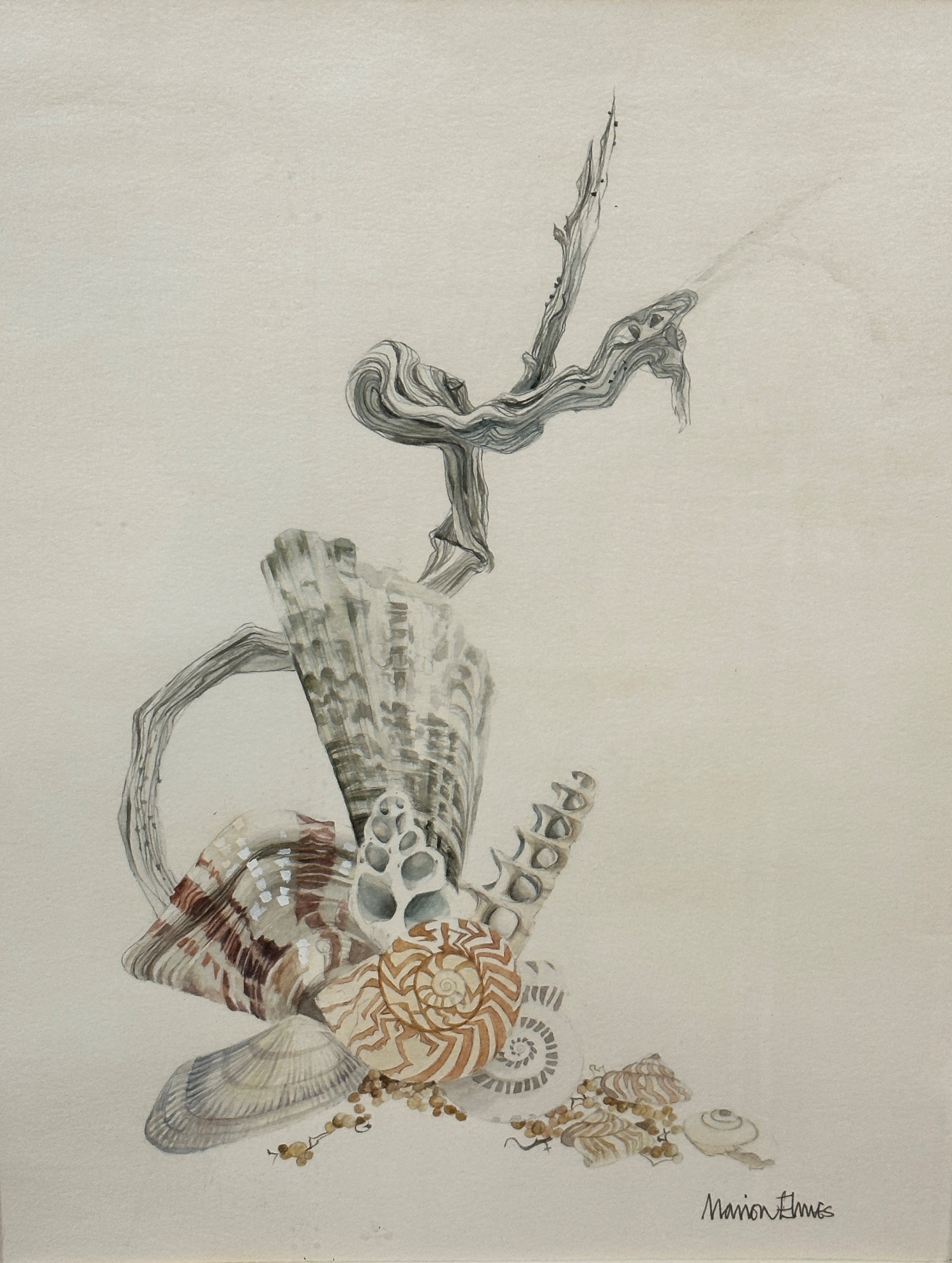 Marion Elmes, A Study of Sea Shells, watercolour, signed bottom right in pencil, painted glazed