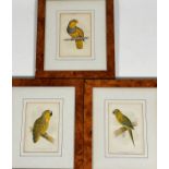 A set of three ornithological book plate prints depicting a Gold Conure, a Blue-Fronted Amazon