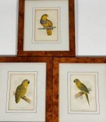 A set of three ornithological book plate prints depicting a Gold Conure, a Blue-Fronted Amazon