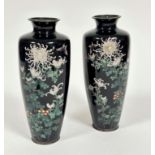 A pair of Japanese black ground baluster cloisonne vases on bronze bases, white chrysanthemum and