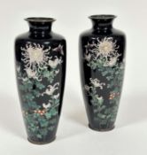 A pair of Japanese black ground baluster cloisonne vases on bronze bases, white chrysanthemum and