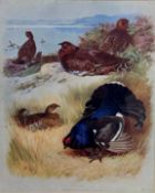 After Archibald Thorburn (Scottish, 1860-1935) Red Grouse and Black Grouse, print, silvered glazed