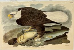 After J J Audabon FRS FLS, White Headed Eagle Falco Leucocephalus, printed by R Havell, print,