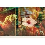 Kiva Shea, Lotis Blossom, digital print of flowers and leaves inspired by Botanist Carl Linnaeus,