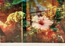 Kiva Shea, Lotis Blossom, digital print of flowers and leaves inspired by Botanist Carl Linnaeus,