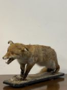 Taxidermy, A 20th century full study of a snarling red fox L80cm