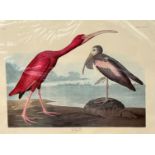 After J J Audubon FRS FLS, Scarlet Ibis Rubra, engraved and printed after R Habell, 1834, print