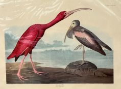 After J J Audubon FRS FLS, Scarlet Ibis Rubra, engraved and printed after R Habell, 1834, print