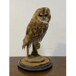 Taxidermy, A full study of a Tawny Owl, perching on a branch, on an ebonised