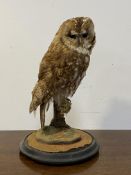 Taxidermy, A full study of a Tawny Owl, perching on a branch, on an ebonised