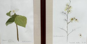 D M Richardson, Trilliuim over Ovtam, watercolour, signed bottom right and dated March '93, and