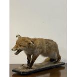 Taxidermy, A mid 20th century full study of a snarling red fox L80cm