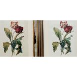 Study of a Tulip, mirrored glazed mounted frame, (39cm x 29.5cm) and another matching print in