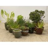 A group of twelve garden plant pots (12)