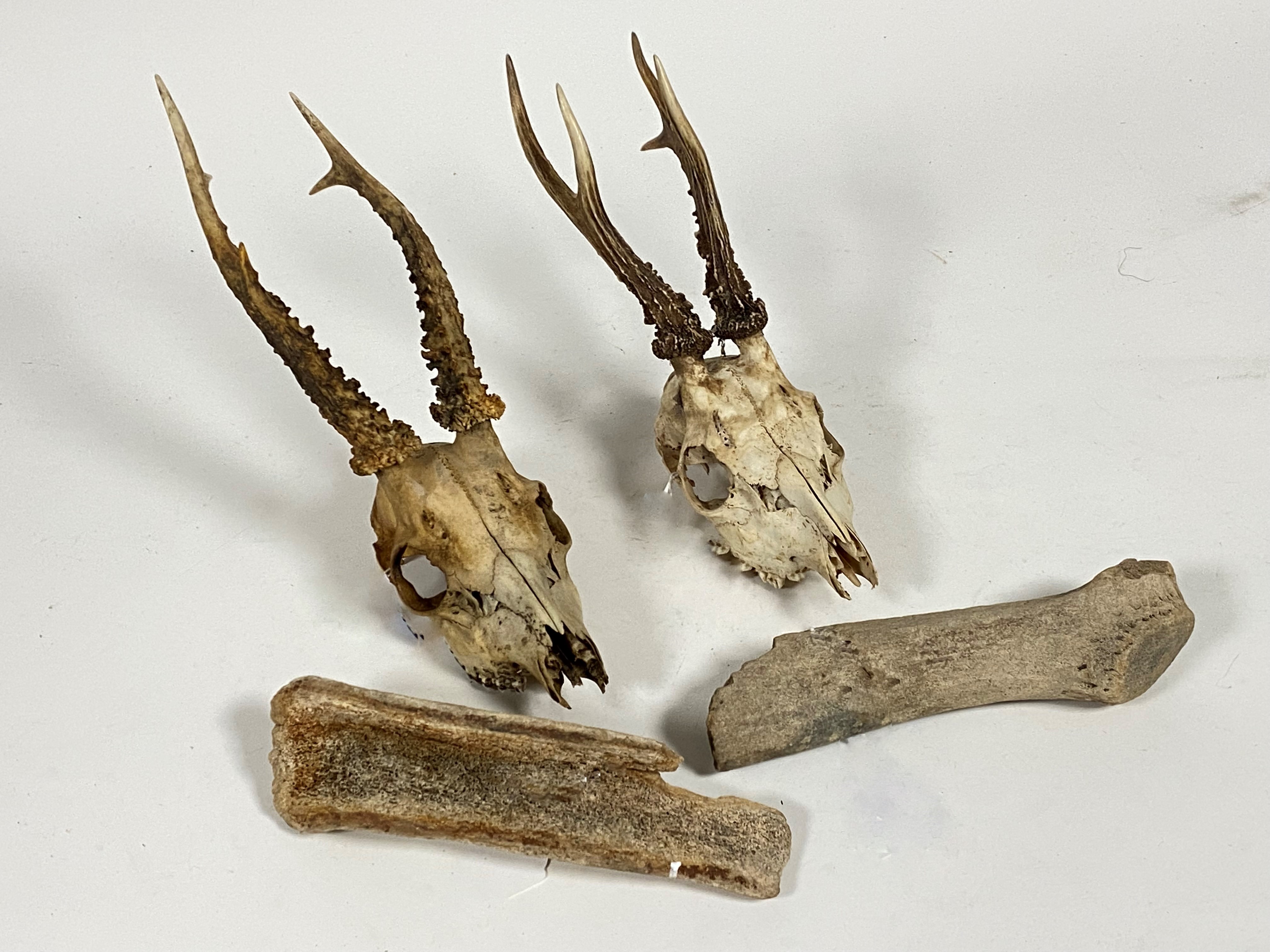 Two roe deer skulls, (H35cm) together with two giant Irish deer antler fossils