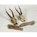 Two roe deer skulls, (H35cm) together with two giant Irish deer antler fossils