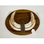 Two African warthog tusks, mounted on a moulded oval hardwood plaque W34cm