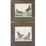A pair of French 19th / early 20th ornithological book plates, Grande Foulque ou Macroule and Canard
