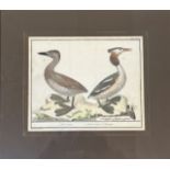 A late 18th early 19thc ornithological French book plate, after Marbinet, Grebe Cornue and Grebe