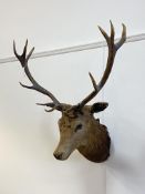 Taxidermy, a large late 19th/ early 20th century stag head with six point antlers W83cm