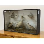 Taxidermy, a late Victorian bird group, to include; a sparrow, a duck, two sandpipers, and a