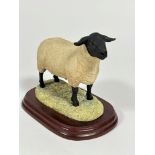 A Border Fine Arts model, Tup, mounted on hardwood base by Anne Wall (14cm x 16cm x 9cm), no signs