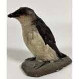 Taxidermy, Little Auk ( Genus Alle Alle) with inset eyes and raised on naturalistic painted wooden