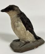 Taxidermy, Little Auk ( Genus Alle Alle) with inset eyes and raised on naturalistic painted wooden