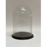 A Victorian style glass dome on a turned ebonised base H41cm
