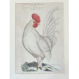 A reproduction 19thc print of Petit Coq no.196 in a oak gilded glazed mounted frame (31cmx22cm)