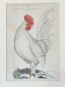 A reproduction 19thc print of Petit Coq no.196 in a oak gilded glazed mounted frame (31cmx22cm)