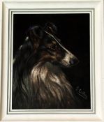 J.Couteau, a study of a Sheltand Sheep dog on a black velvet fabric (signed bottom right) in a white