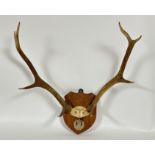 A stag antler wall trophy, 8 points, mounted on an oak shield with Cameron Highlanders cap badge