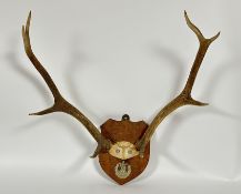 A stag antler wall trophy, 8 points, mounted on an oak shield with Cameron Highlanders cap badge