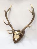 A pair of six point stag antlers, mounted on a shield shaped plaque, stenciled in gilt paint
