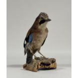 Taxidermy: a European Jay (Garrulus Glandarius), full mount, perched on bark. 24cm