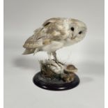 Taxidermy: a European Barn Owl (Tyto Alba), full mount, perched on a rock on a circular wooden base.