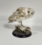 Taxidermy: a European Barn Owl (Tyto Alba), full mount, perched on a rock on a circular wooden base.