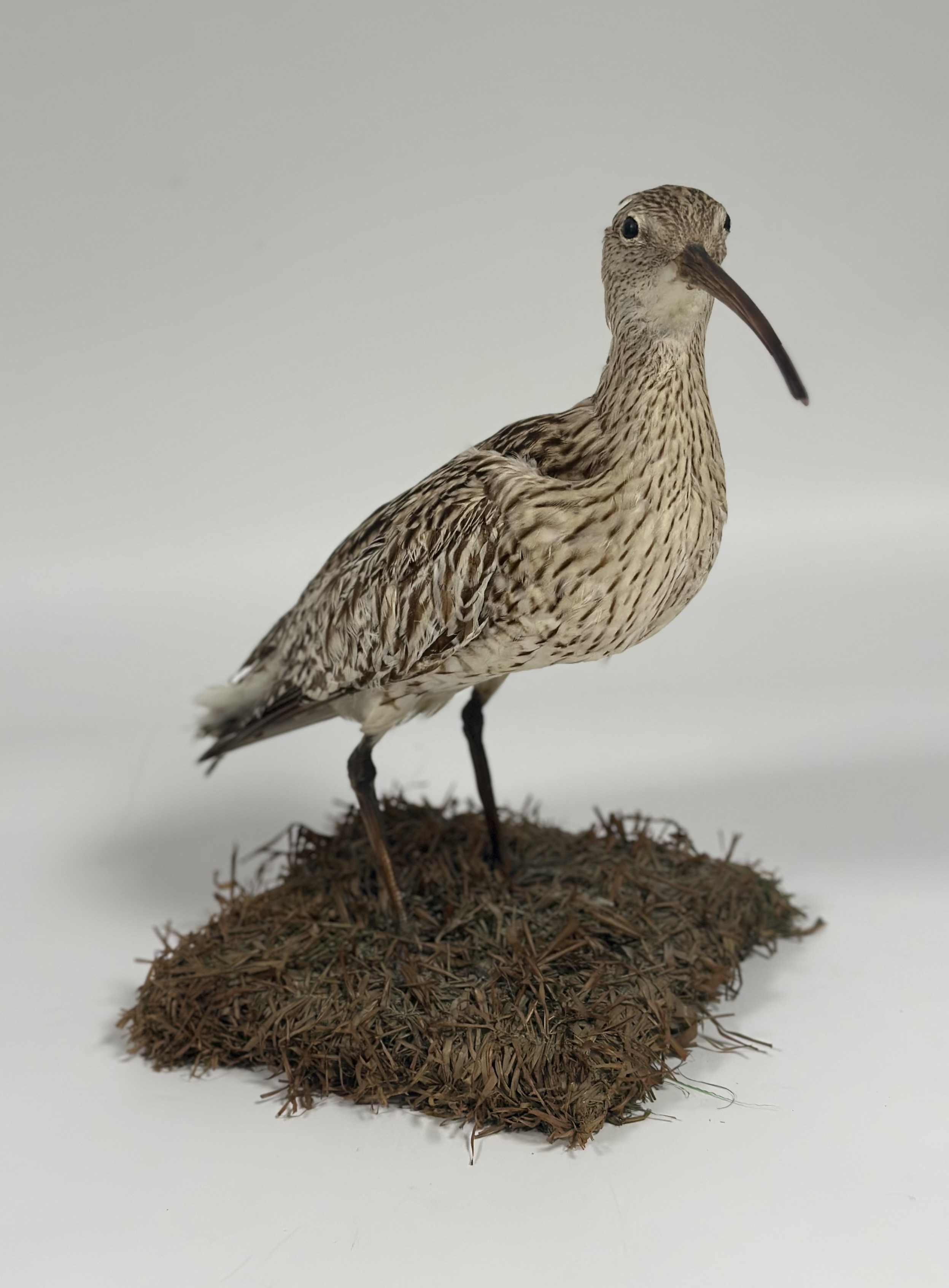 Taxidermy: a Curlew (Numenius Arquata), full mount, modelled standing amidst reeds. Height 37cm