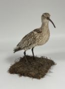 Taxidermy: a Curlew (Numenius Arquata), full mount, modelled standing amidst reeds. Height 37cm